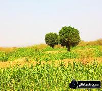 منوع