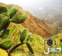 شجرة البرشم الجبلي  ـ محافظة الداير ـ جازان