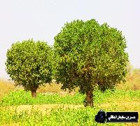 منوع