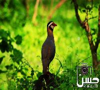 لقطة نادرة لطائر بغابات صلالة ـ عمان 