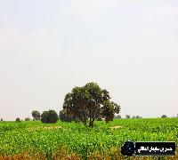 منوع